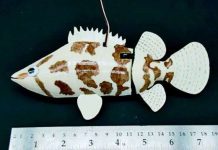 Khi say cá không biết sợ Khi say cá không biết sợ