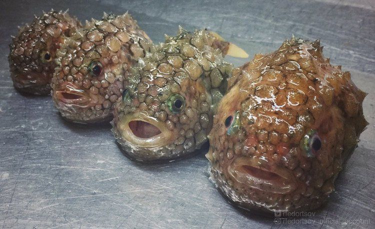 Bộ ảnh “thủy quái” mới nhất của ngư dân Nga khiến cư dân mạng tái mặt