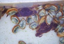 Bắt được cua tím siêu hiếm gây xôn xao