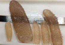 Sinh vật kì dị xâm chiếm bờ biển khiến nhiều người hoang mang