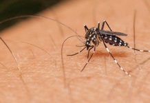 Hậu quả khi loài muỗi bị tuyệt chủng Hậu quả khi loài muỗi bị tuyệt chủng