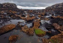 Chỉ trong 25 năm, chúng ta đã phá hủy 10% sự hoang dã trên Trái Đất