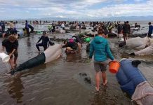 Video: Nỗ lực tuyệt vọng cứu 416 cá voi dạt vào bờ biển New Zealand