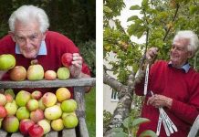 Cây táo "độc" với 50 giống táo khác nhau trên 1 cây