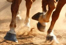 Vì sao móng guốc ngựa chỉ có một ngón?