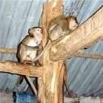 Tìm “hầu vương” ở “Hoa Quả sơn” Tìm “hầu vương” ở “Hoa Quả sơn”