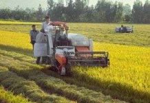 An Giang tạo được giống lúa chịu ngập và chịu hạn An Giang tạo được giống lúa chịu ngập và chịu hạn