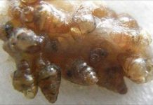 Bí quyết sinh tồn của ốc sên Nhật