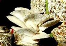 Cơ hội mới cho nghề trồng nấm