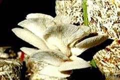 Cơ hội mới cho nghề trồng nấm