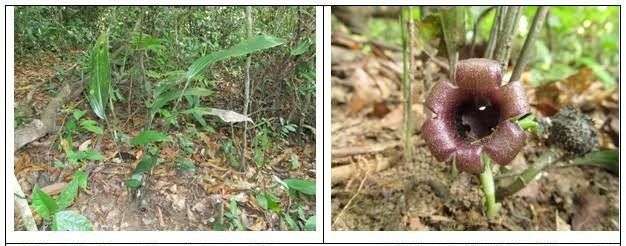 Phát hiện hai loài Tỏi rừng mới chỉ có ở Việt Nam