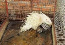 Nhím đột biến gen giá gần 100 triệu đồng