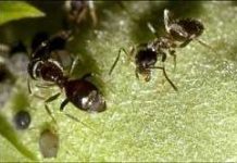 Loài kiến cũng biết khử trùng
