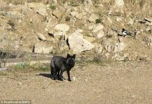 Phát hiện loài cáo đen cực hiếm ở Anh Phát hiện loài cáo đen cực hiếm ở Anh