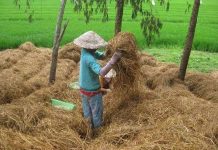 Biến rơm thành phân bón, tiết kiệm cả ngàn tỷ đồng