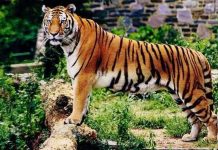 Chuyện kinh hoàng ở vườn thú