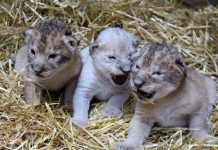 Sư tử trắng hiếm chào đời ở vườn thú Mỹ