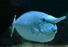 5 loài động vật kỳ lạ có chiếc mũi “chẳng giống ai” 5 loài động vật kỳ lạ có chiếc mũi “chẳng giống ai”