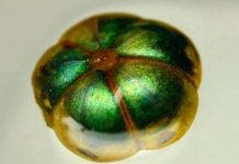 Loài người sắp "học" được phép biến hình độc đáo