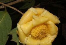 Phát hiện bốn loài hoa trà mới ở Việt Nam