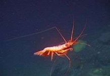 Thị lực của tôm bọ ngựa tiết lộ một phương thức quan sát mới của động vật Thị lực của tôm bọ ngựa tiết lộ một phương thức quan sát mới của động vật