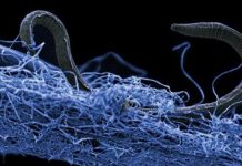 Những loài ẩn mình nghìn năm sâu trong lòng Trái Đất Những loài ẩn mình nghìn năm sâu trong lòng Trái Đất