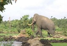 Dân hốt hoảng vì đụng độ voi rừng