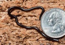 Loài rắn siêu tí hon cực lạ ở Việt Nam