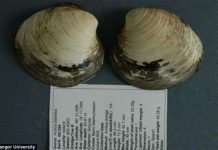 Phát hiện động vật sống thọ nhất thế giới