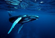 Hành vi săn mồi khác thường của cá voi lưng gù