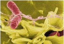 Vi khuẩn biết hợp tác và hy sinh vì đồng loại