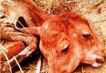 Bò mẹ sinh bê con 2 đầu