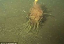 Phát hiện "quái vật Spaghetti bay" dưới biển sâu ở Angola