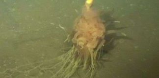 Phát hiện "quái vật Spaghetti bay" dưới biển sâu ở Angola