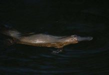 Các động vật có thật 100% nhưng giống y hệt "hàng fake"