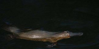 Các động vật có thật 100% nhưng giống y hệt "hàng fake"