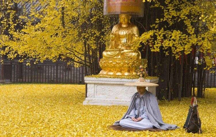 Cổ thụ 1.400 năm tuổi phủ vàng sân chùa Trung Quốc
