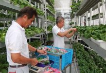 4 giải pháp nông trại tiết kiệm diện tích trồng rau xanh hữu cơ 4 giải pháp nông trại tiết kiệm diện tích trồng rau xanh hữu cơ