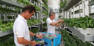 4 giải pháp nông trại tiết kiệm diện tích trồng rau xanh hữu cơ