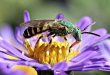 Các loài thụ phấn trên đà tuyệt chủng