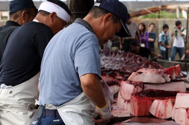 Vì sao người Nhật Bản cứ đi đánh bắt cá voi về ăn?