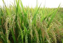 Việt Nam lai tạo thành công hai giống lúa chất lượng cao