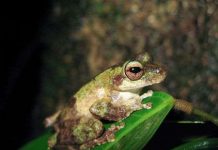 Top 7 loài động thực vật mới được phát hiện ở Úc