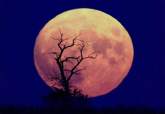 NASA sắp lập vườn rau trên mặt trăng