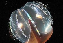 “Người ngoài hành tinh” dưới đáy biển