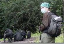 Virus của con người đe doạ các loài linh trưởng