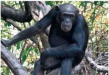 Tinh tinh cái đóng vai trò quan trọng trong việc chế tạo công cụ săn bắt