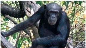 Tinh tinh cái đóng vai trò quan trọng trong việc chế tạo công cụ săn bắt