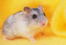 Thuốc trường sinh cho… chuột Thuốc trường sinh cho… chuột