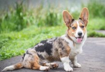 Những quy tắc cần nhớ trước khi muốn phối giống cho chó mèo